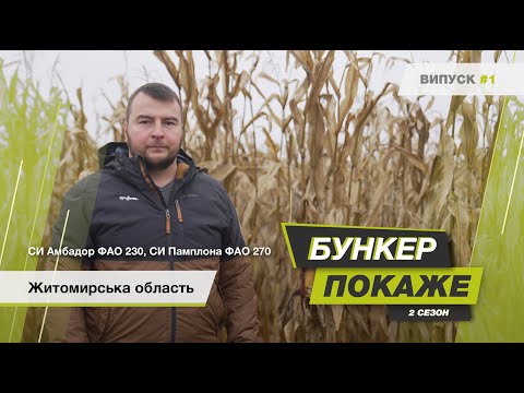 Видео: #БункерПокаже 2-й сезон. Збір урожаю гібридів кукурудзи🌽 СИ Амбадор, СИ Памплона. Житомирська обл.