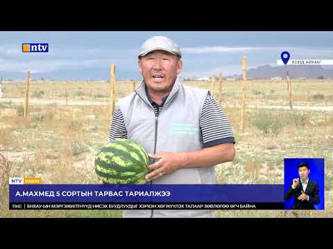 Видео: Ховд аймгийн Буянт сумын иргэн А.Махмед 50 гаруй жил тарвас тариалж байна.