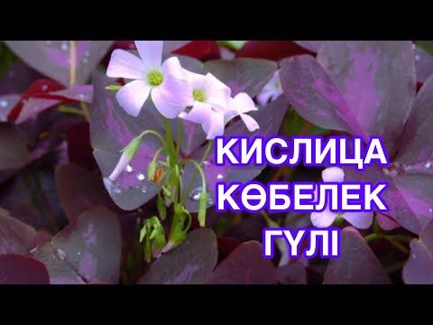 Видео: КИСЛИЦА (оксалис)гүлі күтімі#кислица гүліне күтім жасау