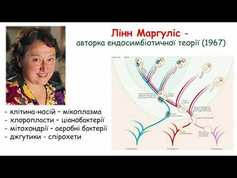 Видео: Походження еукаріотів