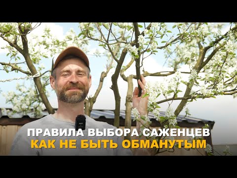 Видео: НЕ ДАЙТЕ СЕБЯ ОБМАНУТЬ. Как выбрать качественный посадочный материал.