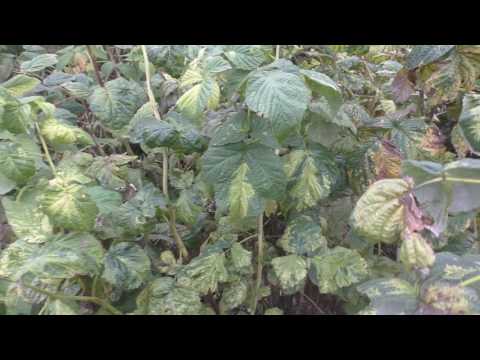 Видео: Вирусная мозаика малины.