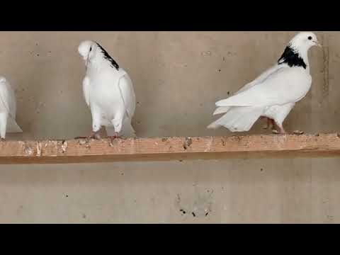 Видео: Armenian pigeons, армянские шеи.