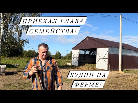 Видео: Накрутили более 1000 рулонов сенажа. Полевые работы и благоустройство фермы.