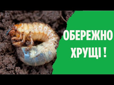 Видео: Хрущ або травневий жук як боротися зі шкідником
