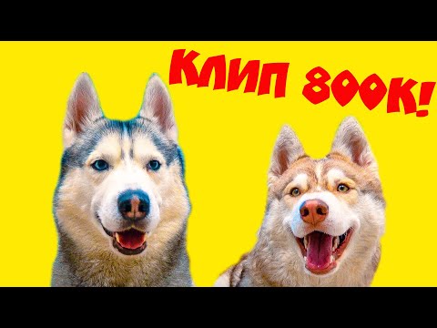 Видео: Mister Booble - БУБЛИК ВОЛК!! (Official music video) Клип 800К ХАСКИ БУБЛИК