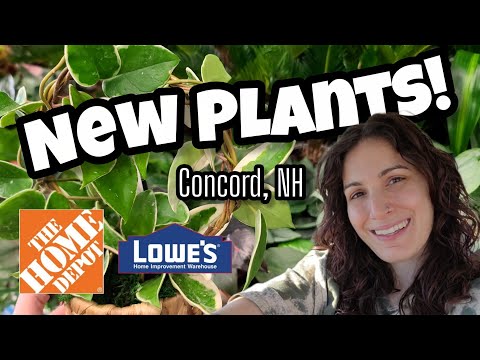 Видео: НОВЫЕ ХОЙЯ, АНТУРИУМ, АЛОКАЗИЯ И ДРУГИЕ! 🌿 Покупка растений в Home Depot и Lowe's