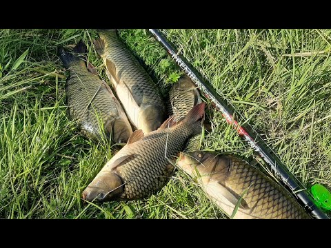 Видео: Карп на боковой кивок. Ловля в густом камыше. (оз. Урефты)