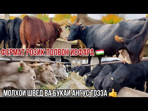 Видео: Фермаи Розик полвони Исфара 🇹🇯 Моли Шведские тозза Ангус 6 ноября 2024 г.