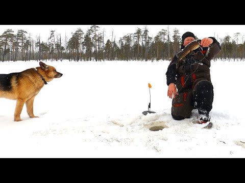 Видео: Рыбалка с ночёвкой на диком озере в Карелии в конце марта.