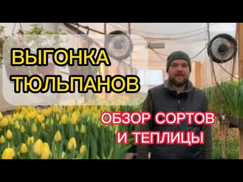 Видео: ВЫГОНКА ТЮЛЬПАНОВ  ОБЗОР СОРТОВ И ТЕПЛИЦЫ