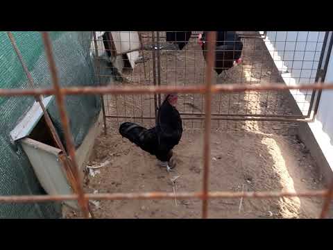 Видео: 🌻ОБЗОР МОИХ ВСЕХ ПОРОД КУР#КУРЫ #Хозяйство