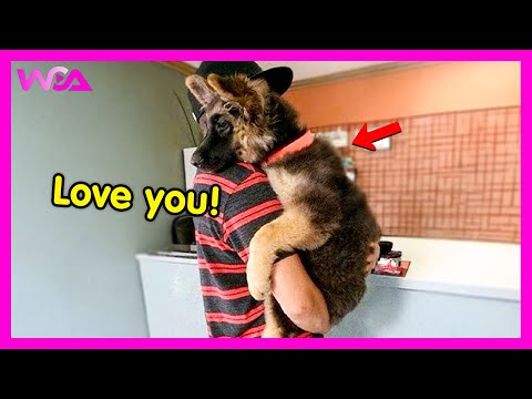 Видео: 🐶💖 (ПОЛНОЕ ВИДЕО) Когда щенки ведут себя совсем как маленькие люди! 😂 | Смешные видео про собак и...
