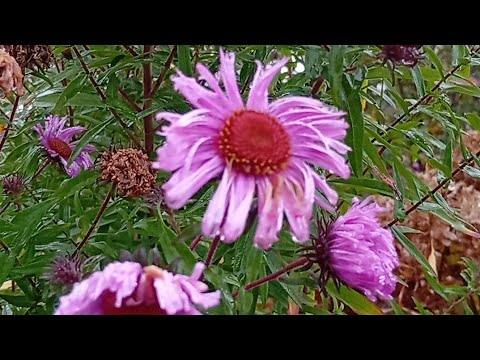 Видео: Что цветёт и отцветает во моем садочке на Покров. 14 октября. Тверская область.