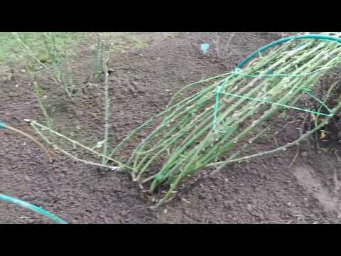 Видео: Обрезаю ,пригибаю розы. Подготовка к укрытию роз. Ленинградская область.