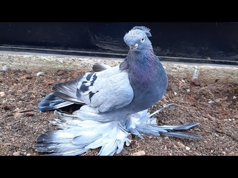 Видео: Узбекские голуби Pigeons الحمام Tauben  merpati کبوتر 鴿子 ハトkaʙūtar güvercinler porumbei 4/11/25