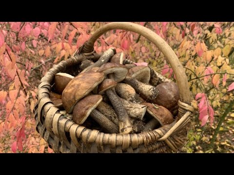 Видео: Гриби у жовтні – неймовірний урожай!