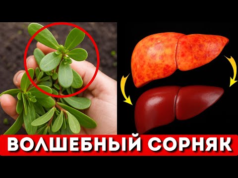 Видео: СОРНЯК ЛЕЧИТ ЛУЧШЕ ТАБЛЕТОК ! Спасает от давления, сахара, печени и сердца