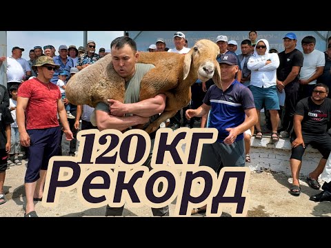 Видео: Қошқар көтеру 120 кг 💪💪💪 Құрбан айт қабыл болсын 08.06.2025 Иппадром Қордай