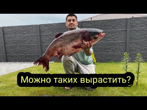 Видео: Как вырос толстолобик за 2 года. Пруд на даче. Толстолобик.