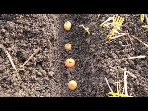 Видео: Лук под зиму. Это надо знать, чтобы не вымерз. Глубина посадки, удобрение.
