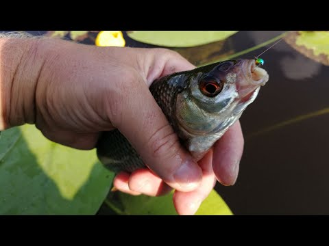 Видео: ИЮЛЬСКИЙ ЖОР ПЛОТВЫ! Крупная плотва на мормышинг с лодки