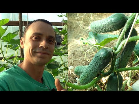 Видео: УВЯДАЮТ ЗАВЯЗИ НА ОГУРЦАХ?  СРОЧНО СДЕЛАЙТЕ ЭТУ ПОДКОРМКУ!!!