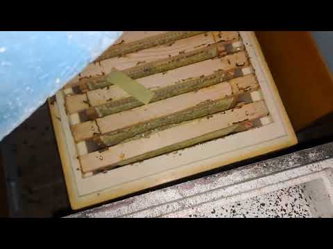 Видео: 16 декабря 2023 г.Зимовка запасных маток в мини плюс.