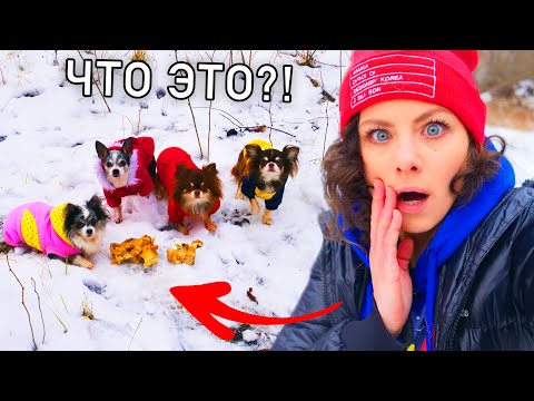 Видео: Собаки снова нашли в лесу это! Гуляю с собаками, Миша потерялась и мы её нашли, когда она ела ВЛОГ