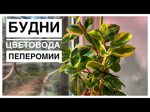 Видео: Будни цветовода | Пеперомии обзор | 04.05.2022г.