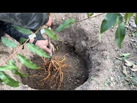 Видео: Садим саджанці  персика