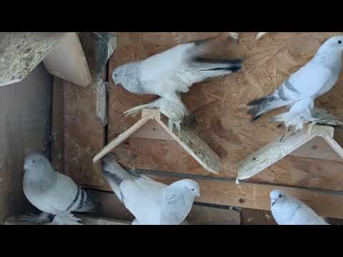 Видео: Касаны и жёлтые. #голуби #tauben #pigeons