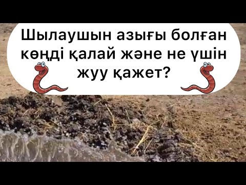 Видео: КӨҢДІ ҚАЛАЙ ЖӘНЕ НЕ ҮШІН ЖУУ ҚАЖЕТ?! | ВЕРМИТЕХНОЛОГИЯ САЛАСЫН ҚАЗАҚША ТҮСІНДІРУ