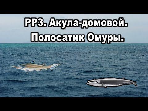 Видео: РР3. Акула-домовой. Полосатик Омуры.