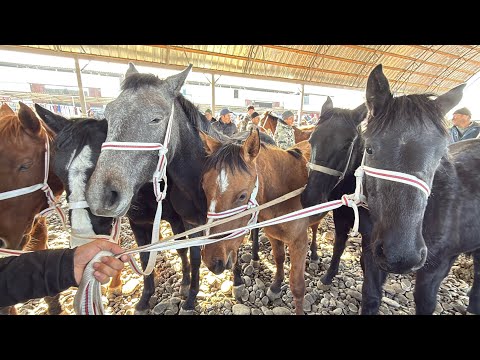 Видео: БЭЭ БАЙТАЛ ТАЙ БААЛАРЫ 🤯 #байтв 