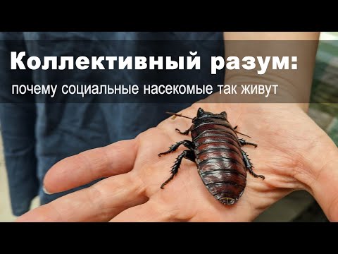 Видео: Королева ос и царица муравьёв: почему социальные насекомые так живут