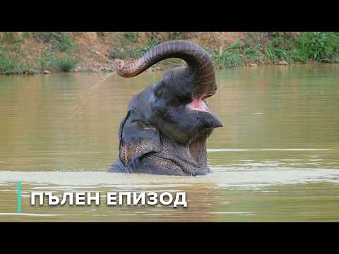 Видео: Животът из водните пътища в тайландската джунгла | Загадките на Меконг 105