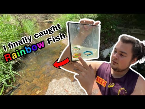 Видео: **Безумие**: ловля радужных рыбок для моего аквариума