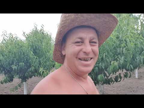 Видео: Сезон  Персиків офіційно  розпочато.