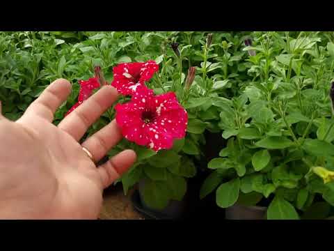 Видео: Ядрёная подкормка для красоты , яркости цветов.Обзор теплицы перед продажей цветов.