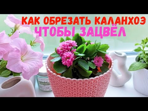 Видео: ПРОСТО НЕВЕРОЯТНО! СДЕЛАЙ С КАЛАНХОЭ ЭТО  и добьешься магазинного цветения