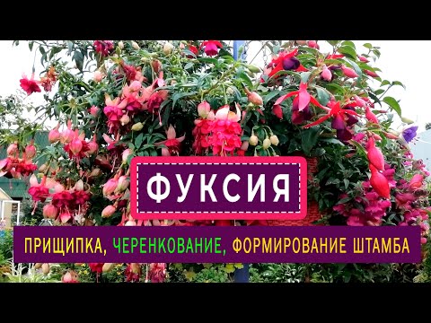 Видео: ФУКСИЯ Прищипка, черенкование, формирование штамба