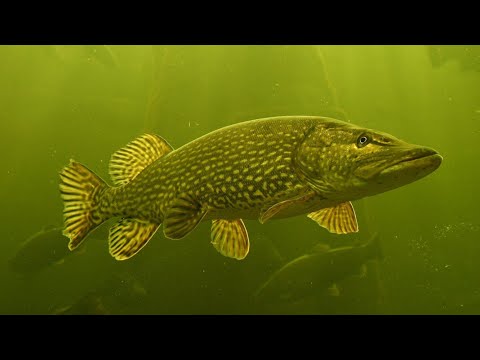 Видео: Как поймать щуку на спиннинг! Где стоит щука весной.