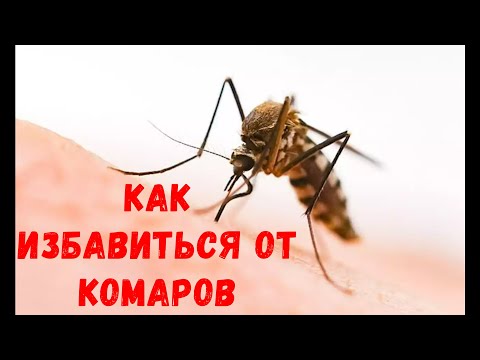 Видео: Как избавиться от комаров в квартире или доме [ Народные средства от комаров ]
