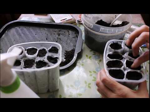 Видео: Сеем свеклу и морковь на рассаду (для раннего урожая в теплице)