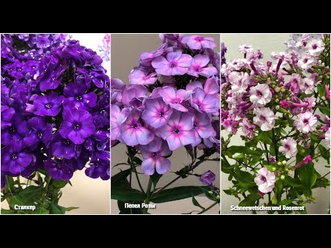 Видео: "Мир флоксов 2022": лучшие новинки по мнению жюри