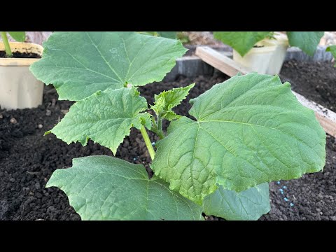 Видео: ОГУРЦАМ очень нравится что я КЛАДУ В ЛУНКУ ПРИ ПОСАДКЕ!