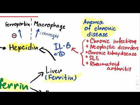 Видео: Все о метаболизме железа за 7 минут
