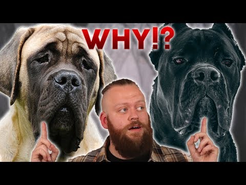 Видео: КАНЕ-КОРСО против АНГЛИЙСКОГО МАСТИФА! Почему я выбрал именно эту породу!