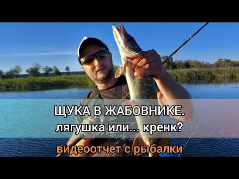 Видео: Щука в жабовнике. Лягушка или... кренк?
